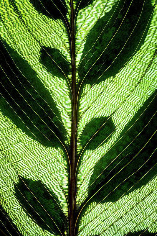 Macro Poster featuring the photograph Leaf Detail by Christopher Johnson