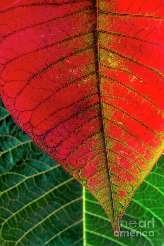 Autumn Poster featuring the photograph Leafs Macro by Carlos Caetano