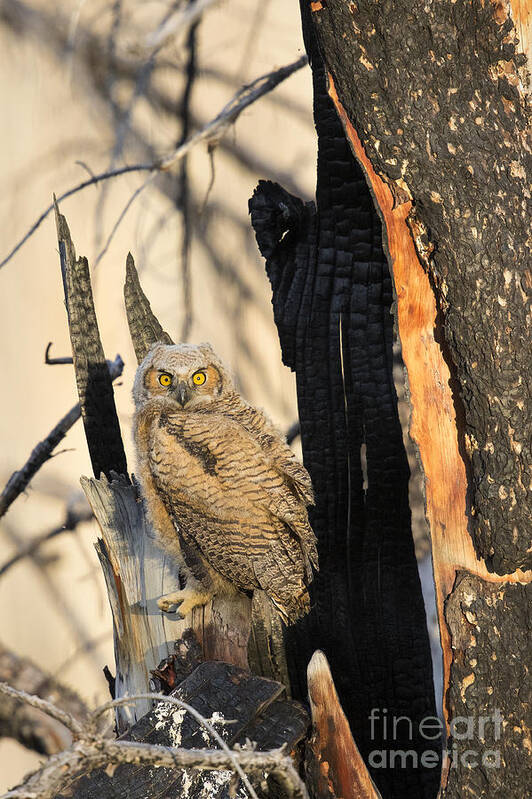 Great Horned Owl Poster featuring the photograph Leaving The Nest by Aaron Whittemore