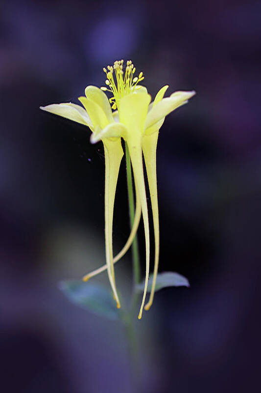 Aquilegia Poster featuring the photograph Legacy by Vanessa Thomas