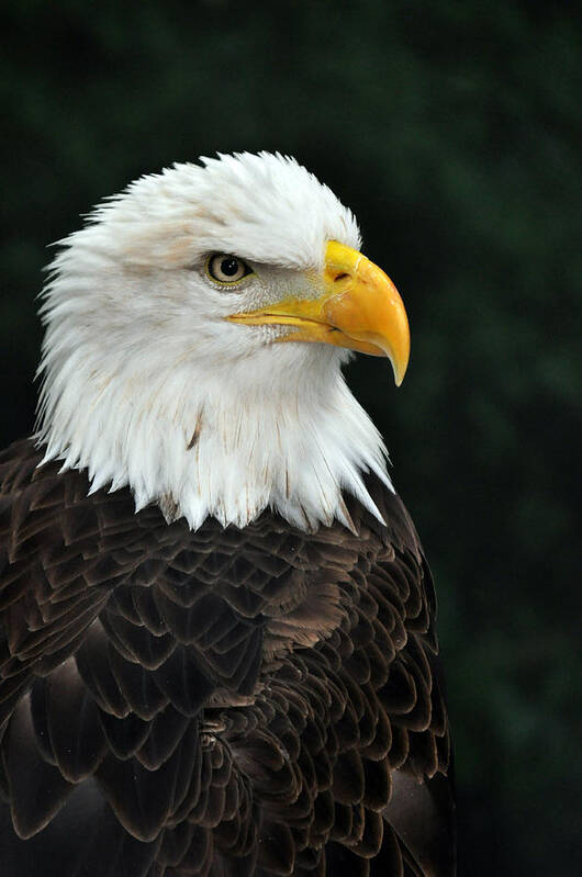 Bird Poster featuring the photograph Liberty Three by Teresa Blanton