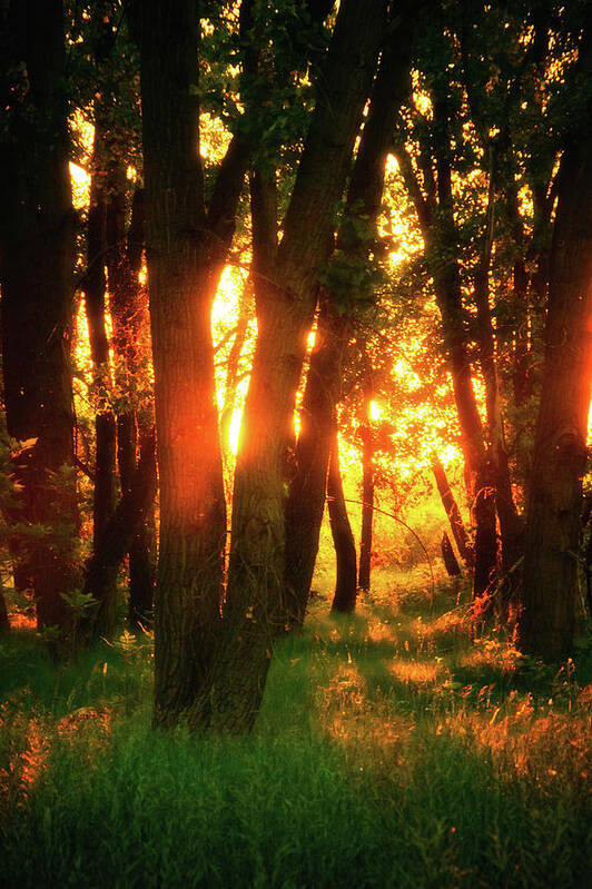 Chatfield State Park Poster featuring the photograph Light Of The Forest by John De Bord