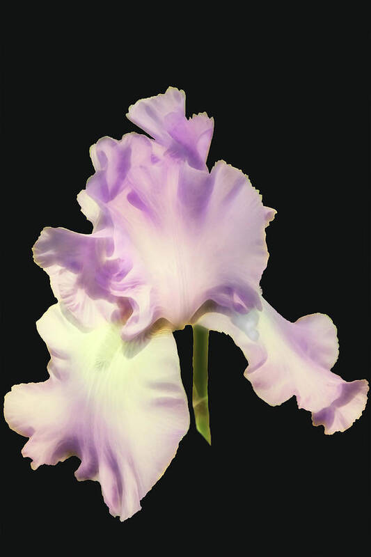 Iris Poster featuring the photograph Light Purple Iris by Mike Stephens