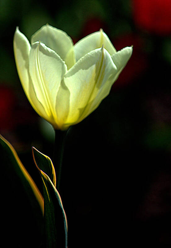 Art Poster featuring the photograph Light Yellow Tulip by Joan Han