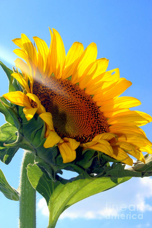Sunflower Poster featuring the photograph Like A Sunflower by Kathy White