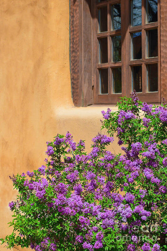 Lilacs Poster featuring the photograph Lilacs and Adobe by Catherine Sherman
