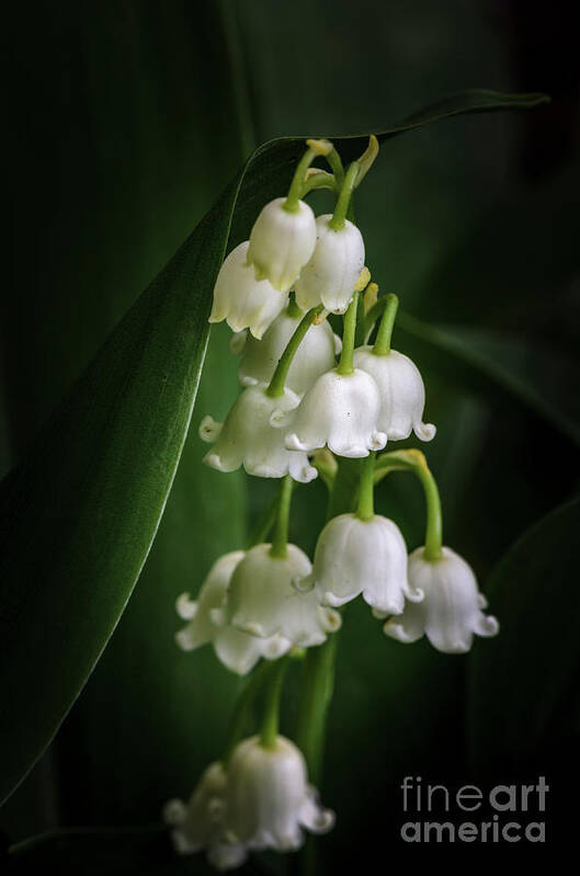 Lily Of The Valley Poster featuring the photograph Lily Of The Valley Bouquet by Tamara Becker