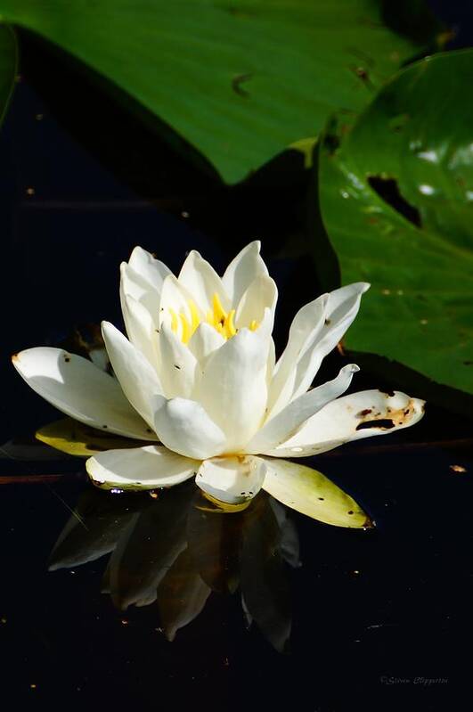 Lily Poster featuring the photograph Lily Pad Flower by Steven Clipperton