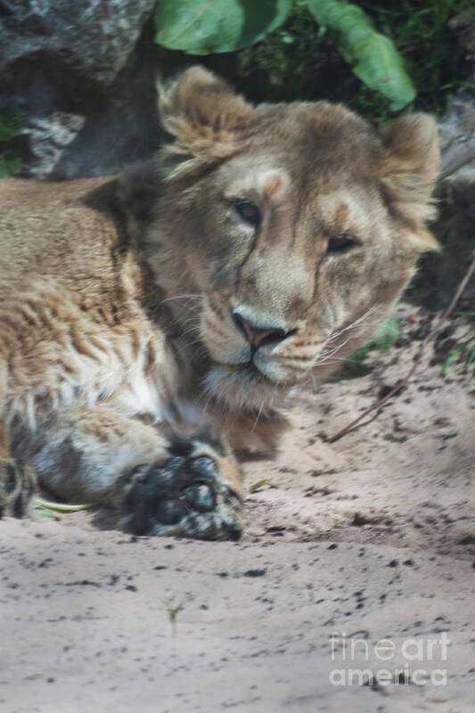 Lion Poster featuring the photograph Lion by Doc Braham