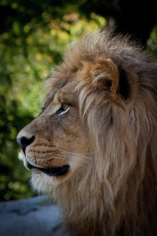 Lion Poster featuring the photograph Lion Portrait of a Leader by Robin Frazier