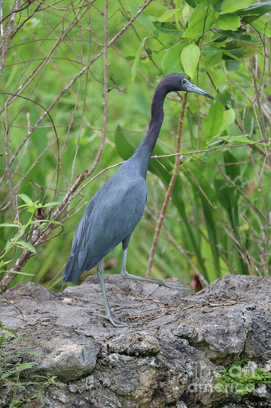 Little Blue Heron Poster featuring the photograph Little Blue Heron on Rock Fence by Carol Groenen