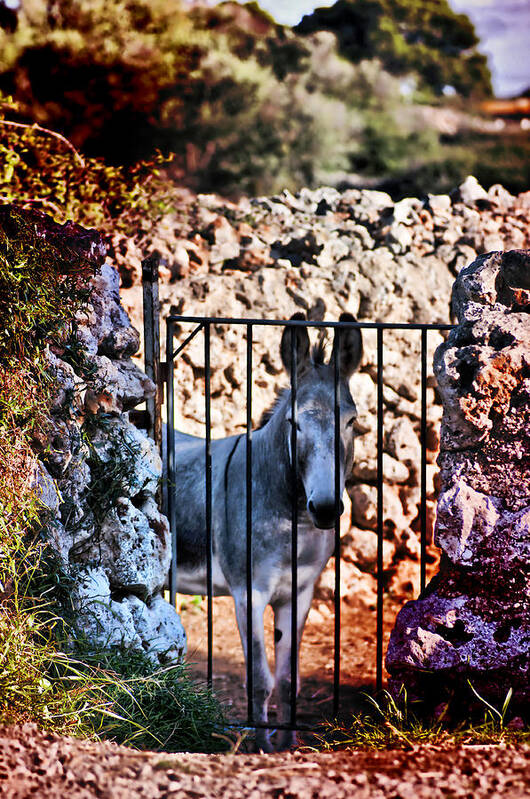 Animal Poster featuring the photograph Little Mediterranean Donkey Dream Color Hdr By Pedro Cardona by Pedro Cardona Llambias