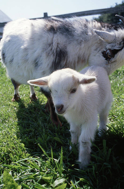 Baby Goat Poster featuring the photograph Little White Goat by Gregory Blank