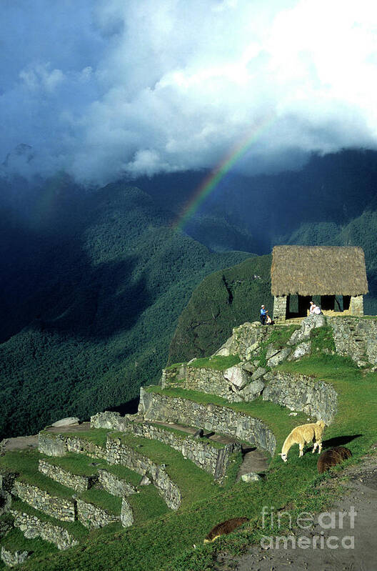 Machu Picchu Poster featuring the photograph Llama and rainbow at Machu Picchu by James Brunker