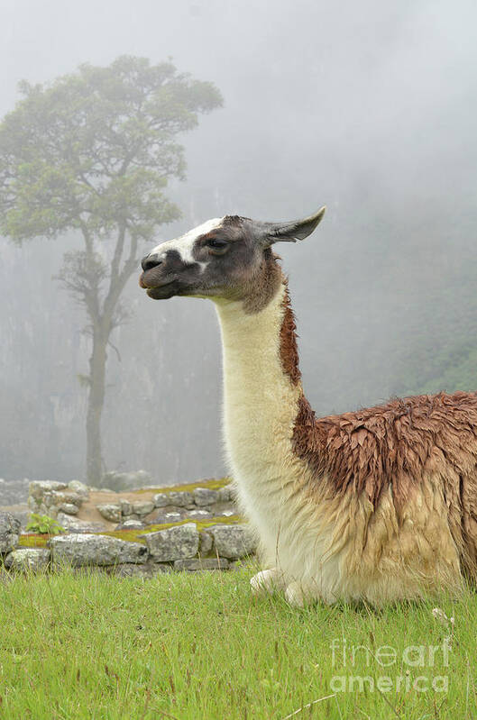 Llama Poster featuring the photograph Llama. Machu Picchu by Ksenia VanderHoff