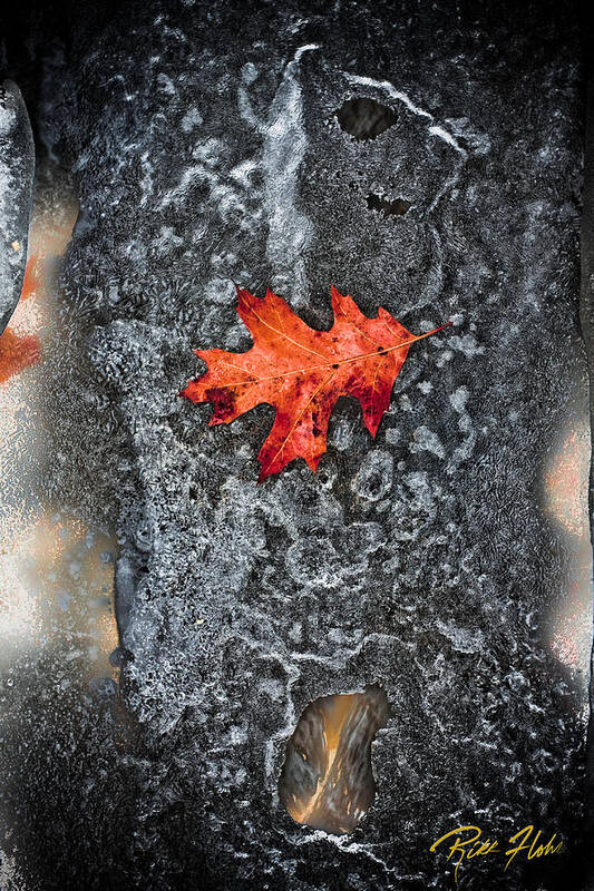 Natural Forms Poster featuring the photograph Lone Leaf on Ice by Rikk Flohr