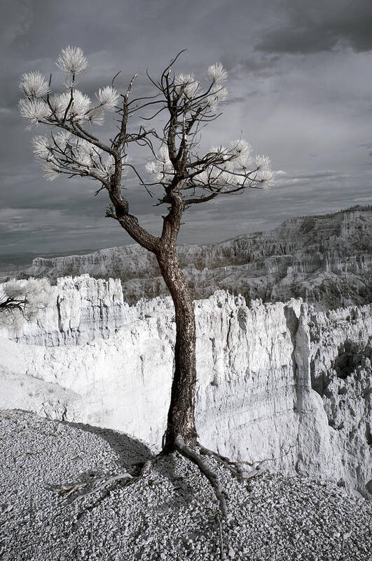 Trees Poster featuring the photograph Lone Tree Canyon by Mike Irwin