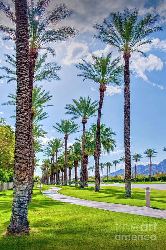 Palm Desert Poster featuring the photograph Looking Up Palm Trees Vertical by David Zanzinger