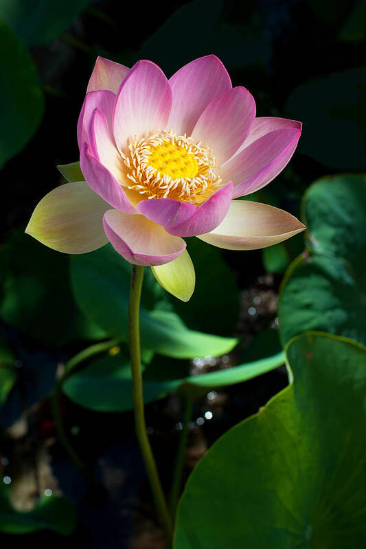 Lotus Poster featuring the photograph Lotus Blossom by Catherine Lau