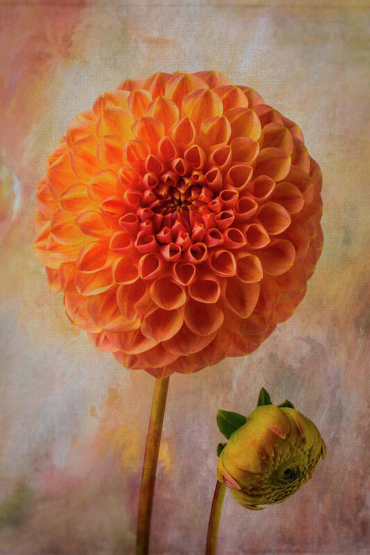 Dahlias Poster featuring the photograph Lovely Textured Dahlia by Garry Gay