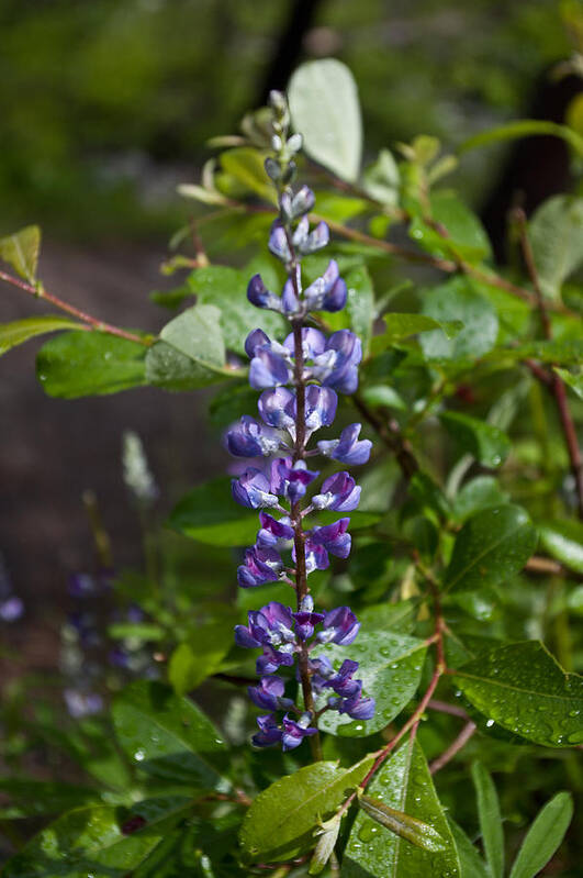 Leaf Poster featuring the photograph Lupine by Jedediah Hohf