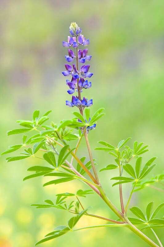 Lupine Poster featuring the photograph Lupine by Ram Vasudev