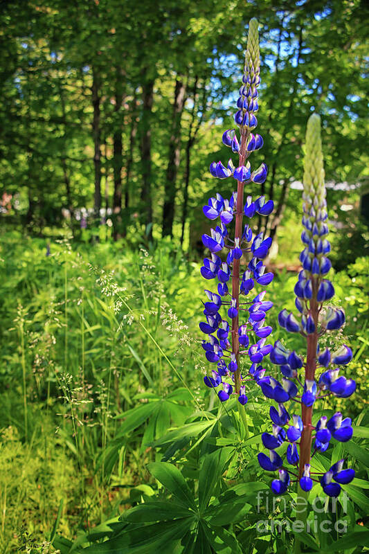 Lupines Poster featuring the photograph Lupines Lupines by Elizabeth Dow