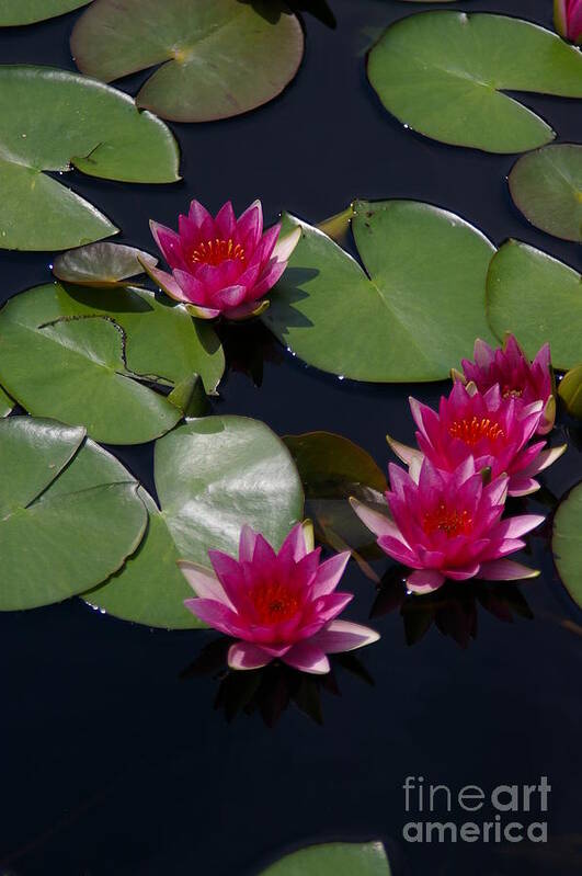 Magenta Poster featuring the photograph Magenta Lotus Waterlilies by Jackie Irwin
