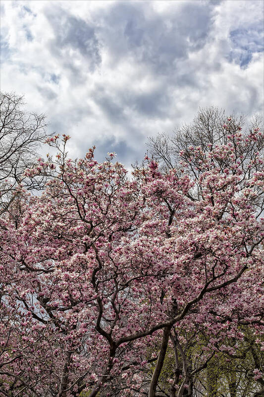 Magnolia Trees And Clouds Poster featuring the photograph Magnolia Trees and Clouds by Robert Ullmann