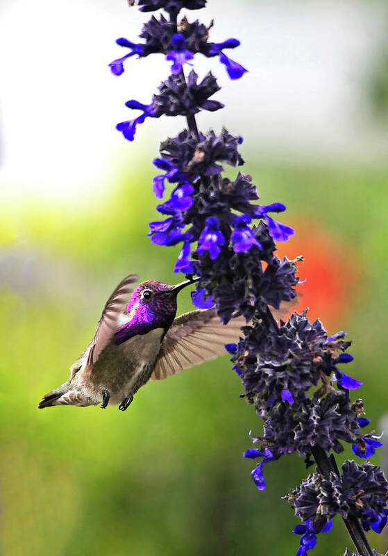 Hummingbird Poster featuring the photograph Male Costas Hummingbird at Blue Salvia by Lynn Bauer