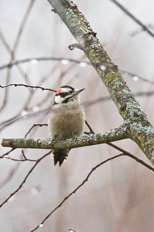 Male Poster featuring the photograph Male Downey Woodpecker by Michael Peychich