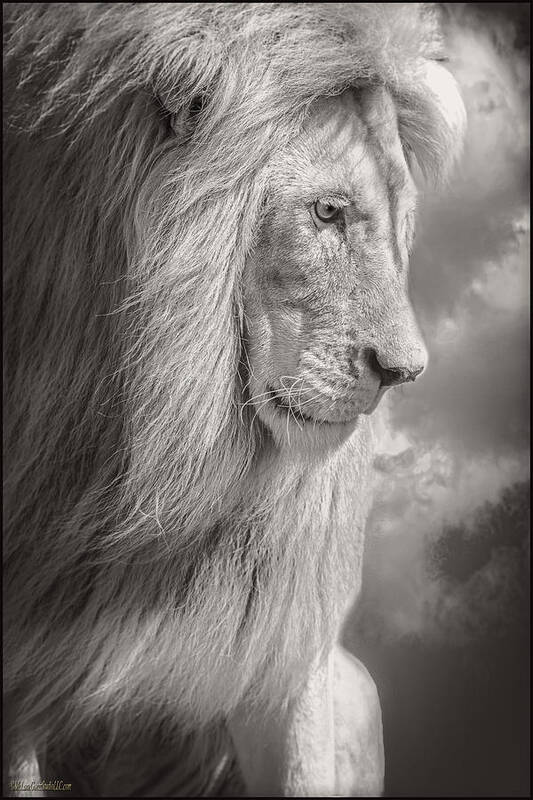 Lion Poster featuring the photograph Male Lion Black and White by LeeAnn McLaneGoetz McLaneGoetzStudioLLCcom