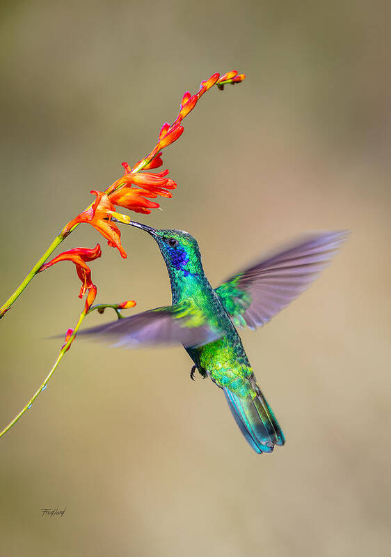 Costa Rica Poster featuring the photograph Male Green Violetear Hummingbird by Fred J Lord