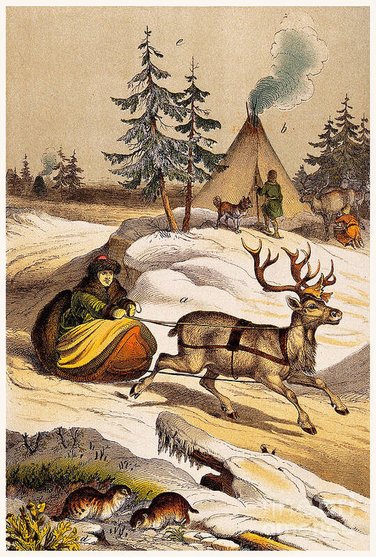 Historic Poster featuring the photograph Man Riding Reindeer-drawn Sleigh by Wellcome Images