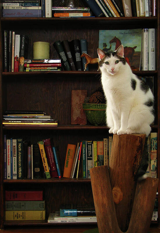 Cat Poster featuring the photograph Marleys Perch by Deborah Johnson