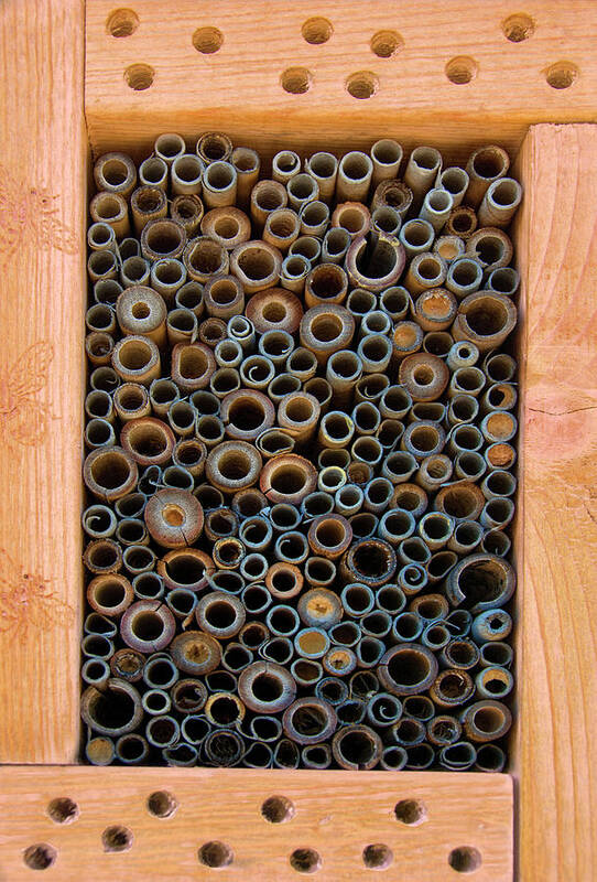 Bee Poster featuring the photograph Mason Bee House by Mitch Spence