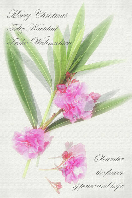 Oleander Poster featuring the photograph Merry Christmas by Wilhelm Hufnagl