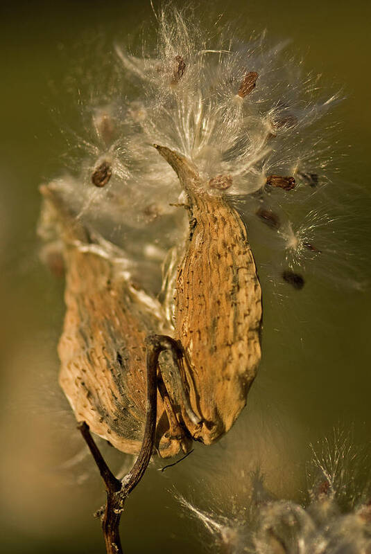 Milkweed Poster featuring the photograph Milkweed by Paul Mangold