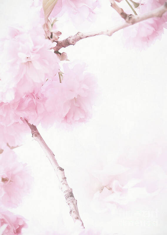 Cherry Blossoms Poster featuring the photograph Minimalist Cherry Blossoms by Anita Pollak