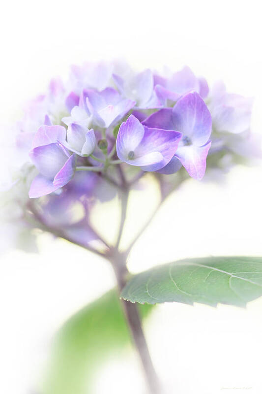 Hydrangea Poster featuring the photograph Misty Hydrangea Flower by Jennie Marie Schell