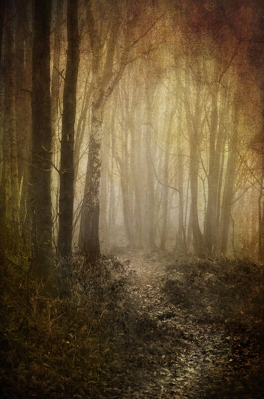 Aged Poster featuring the photograph Misty Woodland Path by Meirion Matthias