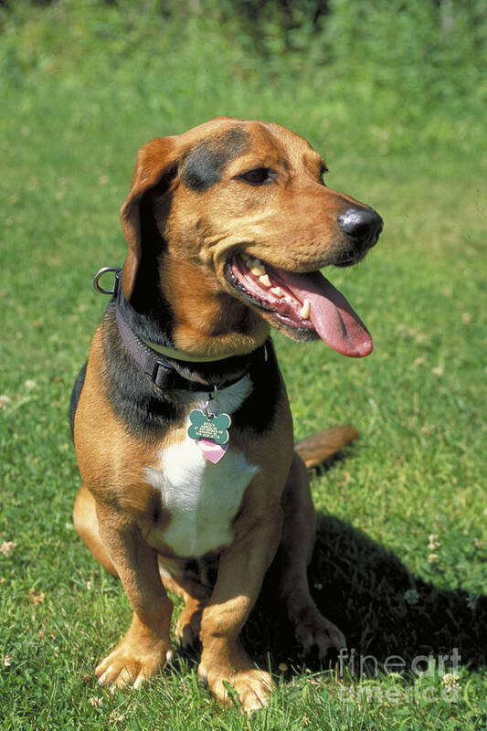 Dog Poster featuring the photograph Mixed Breed Dog, Basset Hound Mix by John Kaprielian