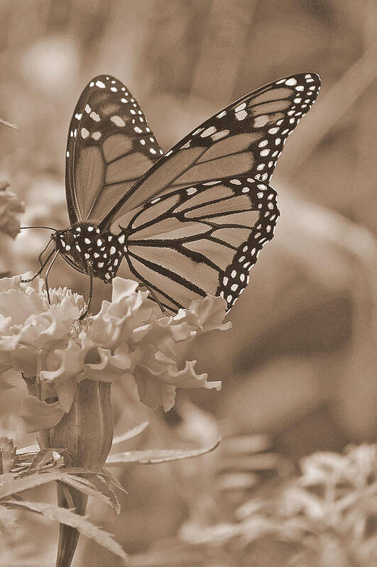 Butterfly Poster featuring the photograph Monarch Butterfly And Marigold Flower In Sepia by Kay Novy