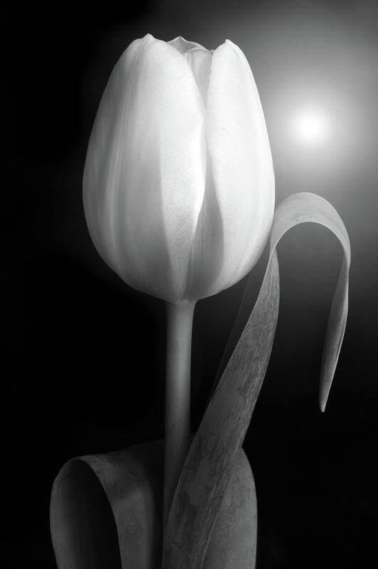 Tulips Poster featuring the photograph Monochrome Tulip portrait by Terence Davis