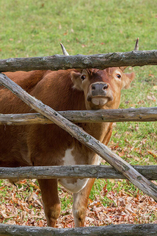 Randall Cattle Poster featuring the photograph Moo by Bill Wakeley