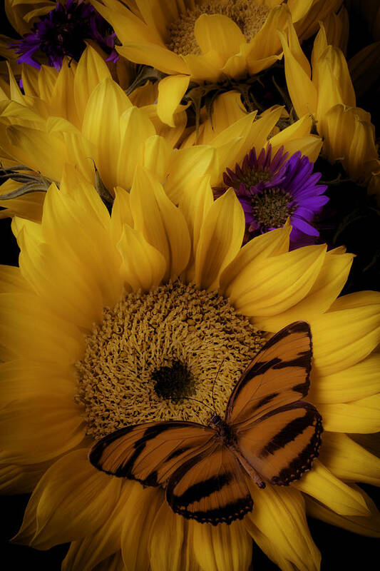 Yellow Poster featuring the photograph Moody Sunflower by Garry Gay