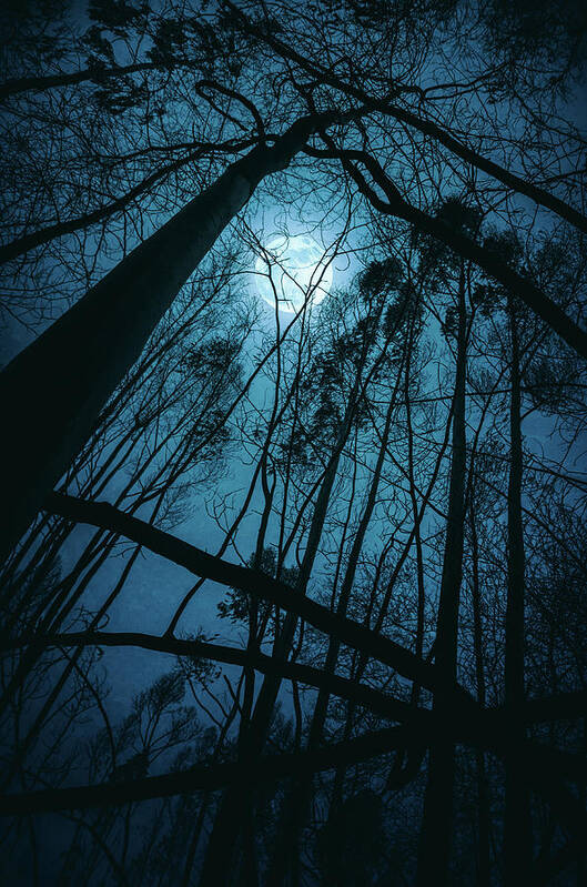 Forest Poster featuring the photograph Moon in the Trees by Carlos Caetano