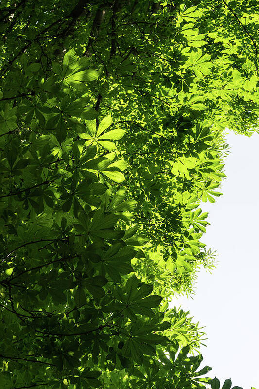 Georgia Mizuleva Poster featuring the photograph More Than Fifty Shades Of Green - Sunlit Chestnut Leaves Patterns - Vertical Left Two by Georgia Mizuleva