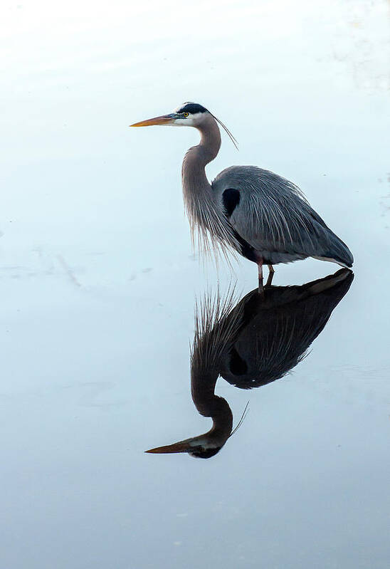 Great Blue Heron Poster featuring the photograph Morning Calm by Norman Johnson