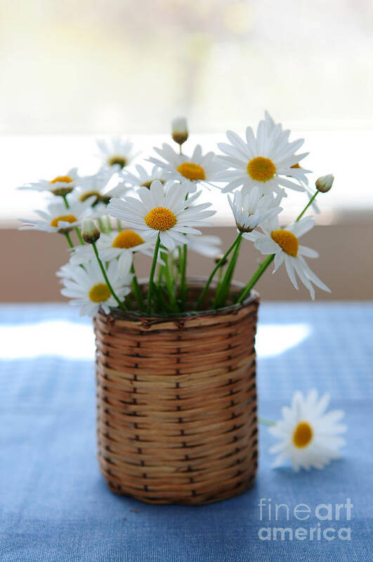 Daisy Poster featuring the photograph Morning daisies by Elena Elisseeva